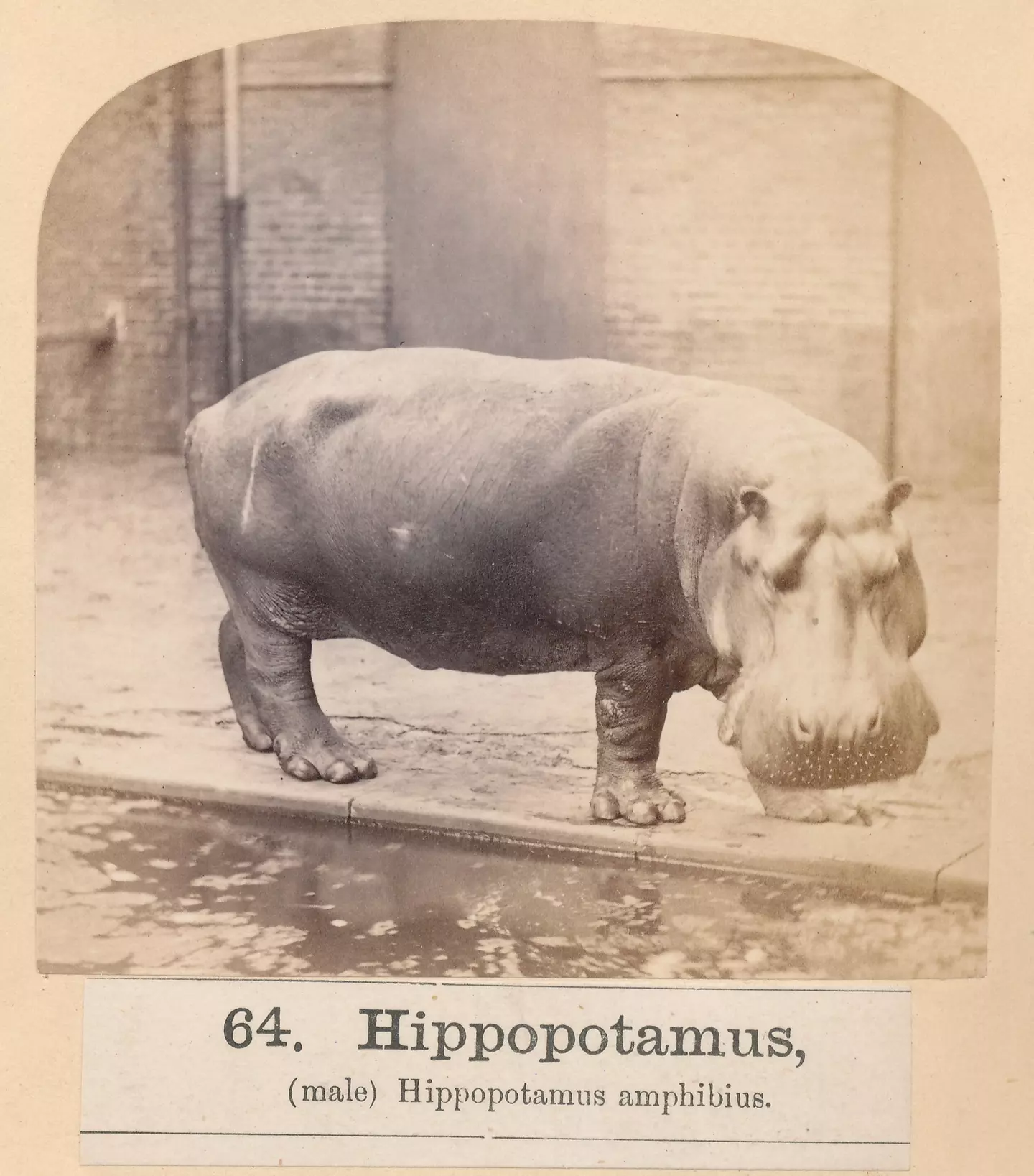 Hippo Goes Overseas ヒッポ外国へ CD